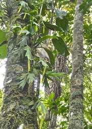 Oberonia disticha.orchidaceae. indigène Réunion.P1008182
