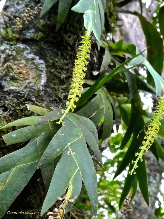 Oberonia disticha.orchidaceae.indigène Réunion.P1008184