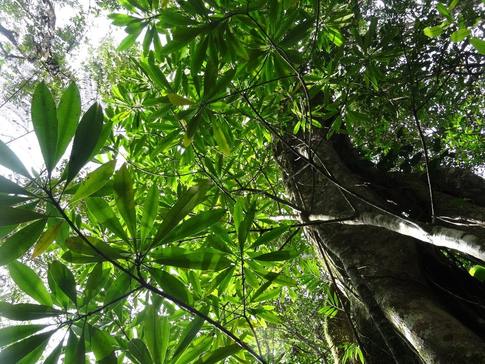 Ochrosia borbonica - Bois jaune - APOCYNACEAE - Endémique Réunion, MauriceDSC03595
