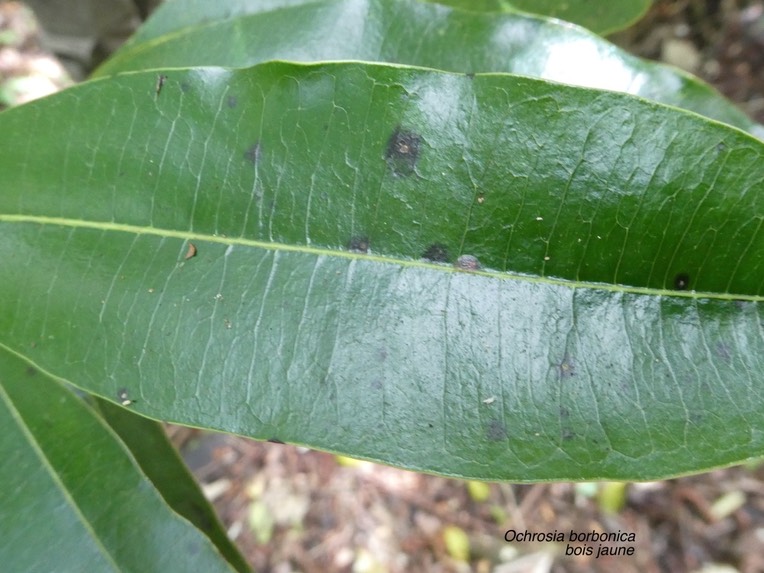 Ochrosia borbonica .bois jaune.(nervures secondaires presque perpendiculaires à la nervure principale.)apocynaceae.endémique Réunion .Maurice.P1007870