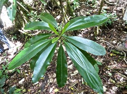 Ochrosia borbonica.bois jaune. apocynaceae.endémique Réunion Maurice.P1007861
