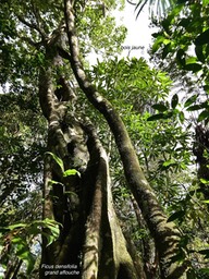 Ochrosia borbonica.bois jaune et grand affouche.Ficus densifoliaP1008239