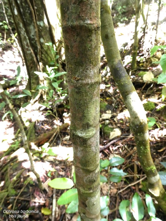 Ochrosia borbonica.bois jaune .(cicatrices ). apocynaceae.endémique Réunion Maurice..P1007878