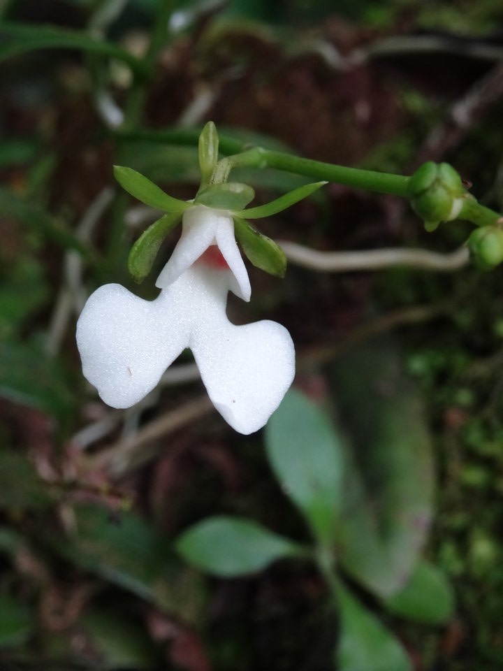 Oeonia rosea - EPIDENDROIDEAE - Indigène Réunion - DSC03539