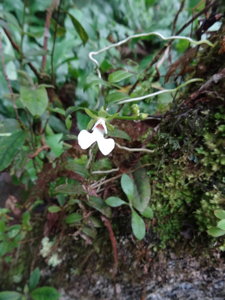 Oeonia rosea - EPIDENDROIDEAE - Indigène Réunion - DSC03537