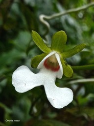 Oeonia rosea. orchidaceae.indigène Réunion.P1008033