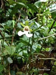 Oeonia rosea.orchidaceae.indigène Réunion.P1008039