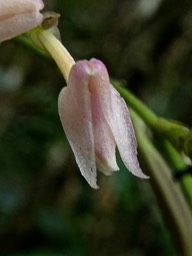 Polystachia cultriformis .orchidaceae.indigène Réunion.P1008131
