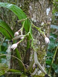 Polystachya cultriformis.orchidaceae.indigène Réunion.P1008127
