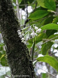 Polystachya cultriformis.orchidaceae.indigène Réunion.P1008117