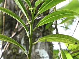 Procris pedunculata.urticaceae.indigène Réunion.P1008260