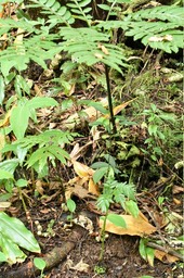 Ptisana fraxinea - Fougère tortue (en famille) - MARATTIACEAE - Indigène Réunion