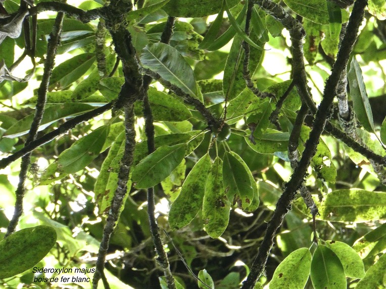 Sideroxylon majus.bois de fer.bois de fer blanc.(avec un fruit vert)sapotaceae.endémique Réunion.P1007830