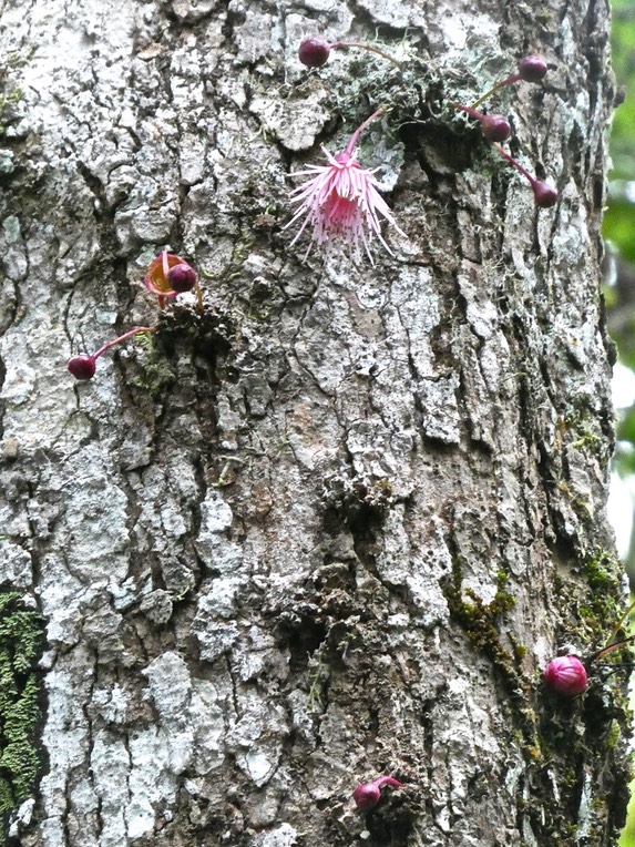 Syzygium cymosum. bois de pomme rouge.(fleur et boutons floraux sur le tronc de l'arbre )myrtaceae.endémique Réunion Maurice.P1008021