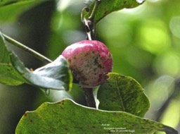 Syzygium cymosum.bois de pomme rouge.(fruit )myrtaceae;endémique Réunion Maurice.P1007901