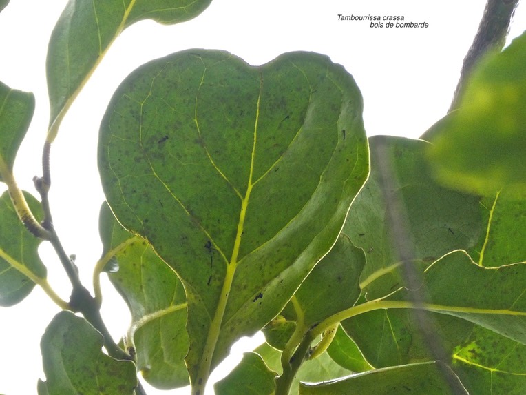 Tambourissa crassa. bois de bombarde.monimiaceae.endémique Réunion.P1008016