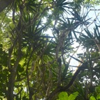 Dracaena reflexa Bois de chandelle Aspa ragaceae Indigène La Réunion 8362.jpeg