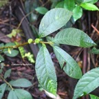 Elatostema fagifolium Urticaceae  Endémique La Réunion 8310.jpeg