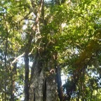 Ficus densifolia Grand affouche Moraceae Endémique la Réunion , Maurice 8267.jpeg
