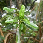 Melicope borbonica Petit bois de catafaye Rutaceae Endémique La Réunion 8406.jpeg