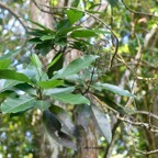Nuxia verticillata Bois maigre Stilbaceae  Endémique La Réunion, Maurice 8347.jpeg