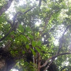 Polyscias repanda Bois de papaye Arali aceae Endémique La Réunion 8368.jpeg