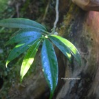 Procris pedunculata Urticaceae  Indigène La Réunion 8244.jpeg
