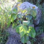1. ??? Boehmeria stipularis Bois de source blanc Urticaceae Endémique La Réunion.jpeg