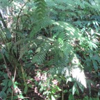 5. Athyrium arborescens (ex Diplazium) - ATHYRIACEAE - Endemique region malgache -.jpeg