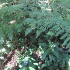 6. Athyrium arborescens (ex Diplazium) - ATHYRIACEAE - Endemique region malgache -.jpeg