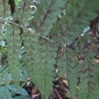 7. Athyrium arborescens (ex Diplazium) - ATHYRIACEAE - Endemique region malgache -.jpeg