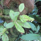 8. Acalypha integrifolia Bois de violon Euphorbi aceae ReÌunion , Maurice, Madagascar.jpeg
