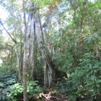 9. Ficus densifolia - Grand Affouche - Moraceae.jpeg