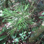 20. Jeune Cassine orientalis Bois rouge Celastra ceae EndeÌmique Mascareignes.jpeg