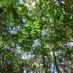 21. Adulte Cassine orientalis Bois rouge Celastra ceae EndeÌmique Mascareignes.jpeg