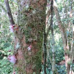25. Cauliflorie Syzygium cymosum Bois de pomme rouge Myrtaceae  endémique La Réunion.jpeg
