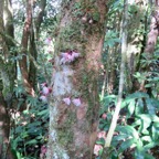 26. Cauliflorie Syzygium cymosum Bois de pomme rouge Myrtaceae  endémique La Réunion.jpeg