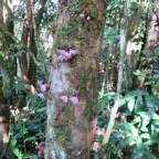 27. Cauliflorie Syzygium cymosum Bois de pomme rouge Myrtaceae  endémique La Réunion.jpeg