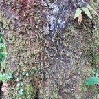 37. Bas du tronc du Weinmannia tinctoria Tan rouge Cunoniaceae.jpeg