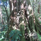 4. Au pied de l'Affouche Ficus densifolia - Grand Affouche - Moraceae.jpeg