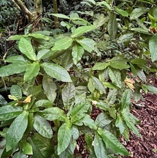 Acalypha integrifolia.bois de Charles.bois de violon. euphorbiaceae;endémique Madagascar Mascareignes..jpeg