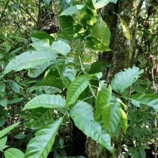 Allophylus borbonicus.bois de merle.sapindaceae.endémique Réunion Maurice Rodrigues. ..jpeg