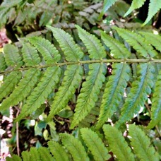 Athyrium arborescens.( Diplazium arborescens). (détail d'une fronde en face supérieure ) athyriaceae.endémique Madagascar Comores Mascareignes..jpeg