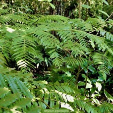 Athyrium arborescens.( Diplazium arborescens).athyriaceae.endémique Madagascar Comores Mascareignes. (1).jpeg