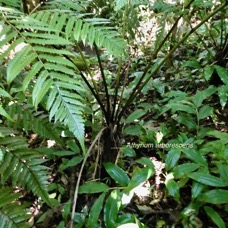 Athyrium arborescens.( Diplazium arborescens).athyriaceae.endémique Madagascar Comores Mascareignes..jpeg