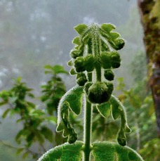 Blotiella pubescens.fougère de laine .dennstaedtiaceae.endémique  Madagascar  Seychelles Mascareignes..jpeg