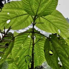 Boehmeria stipularis.bois de source blanc.grande ortie.urticaceae.endémique Réunion. (1).jpeg