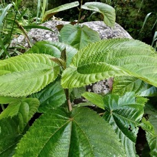 Boehmeria stipularis.bois de source blanc.grande ortie.urticaceae.endémique Réunion. (2).jpeg