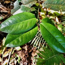 Elaeodendron orientale. ( Cassine orientalis ) bois rouge. ( feuilles adultes )celastraceae.endémique Réunion Maurice Rodrigues..jpeg