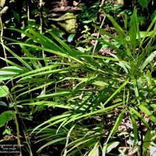Elaeodendron orientale. ( Cassine orientalis ) bois rouge.( feuilles juvéniles )celastraceae.endémique Réunion Maurice Rodrigues..jpeg